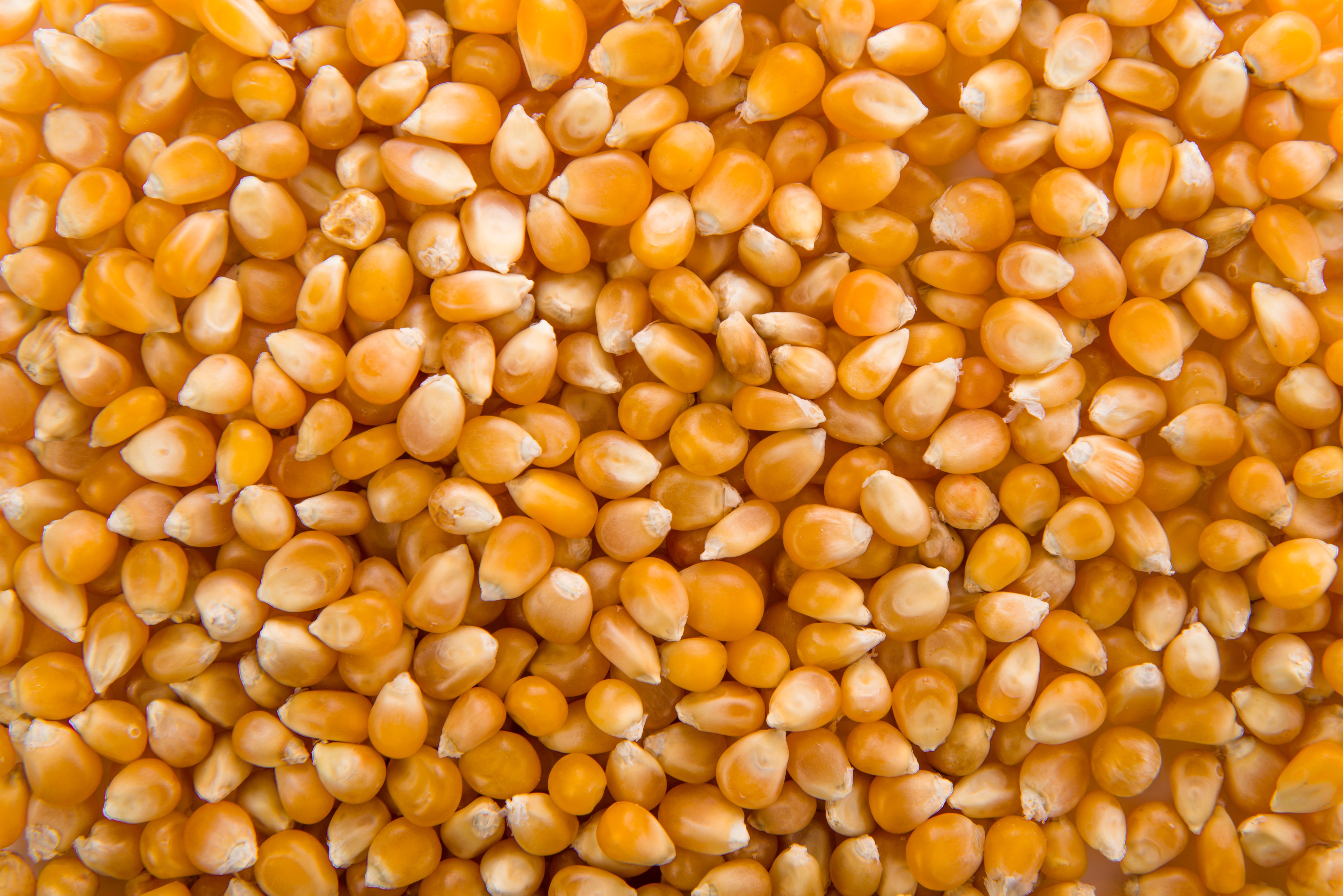 Corn